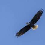 An eagle soaring against a blue sky